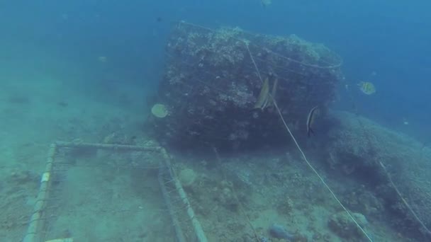 バリ島の海に生息するサンゴです — ストック動画