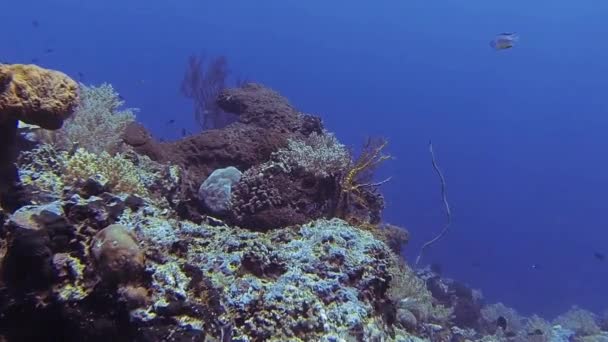 Flotar Peces Cerca Coral Bucear Bali — Vídeo de stock