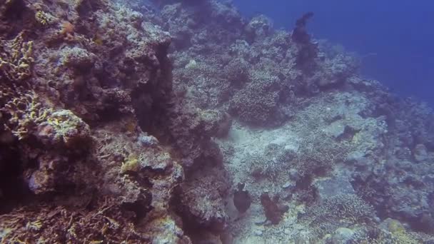 Triggerfish Στο Βυθό Της Θάλασσας Bali Για Διακοπές — Αρχείο Βίντεο