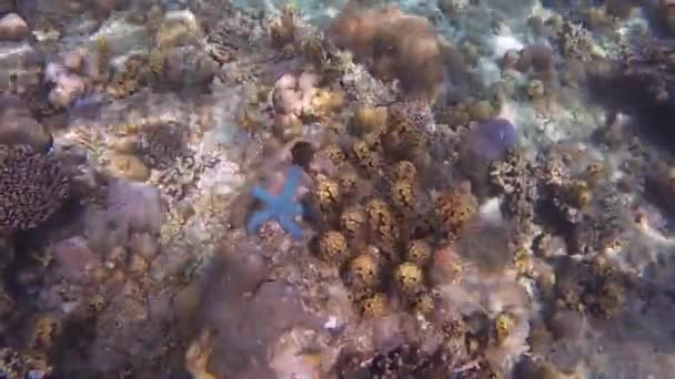 Piante Muovono Nel Flusso Nel Mare — Video Stock