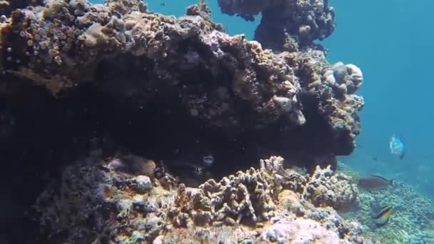 斑点刺猬鱼与珊瑚一起躲藏在巴里 — 图库视频影像