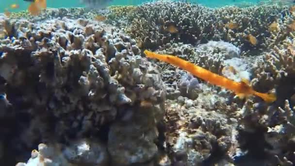 Pesci Gialli Galleggianti Nuotano Mare Bali — Video Stock
