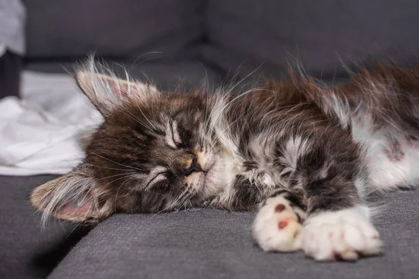 Μικρή Αγαπητή Maine Coon Cat Κοιμάται Έναν Καναπέ Και Περιμένει — Φωτογραφία Αρχείου