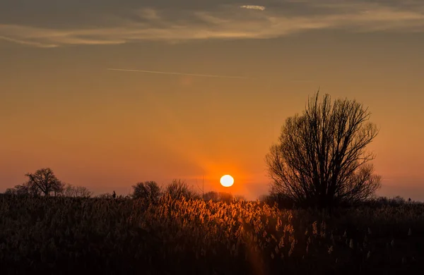 Lueur Vive Sur Roseau Tandis Que Coucher Soleil Dans Une — Photo