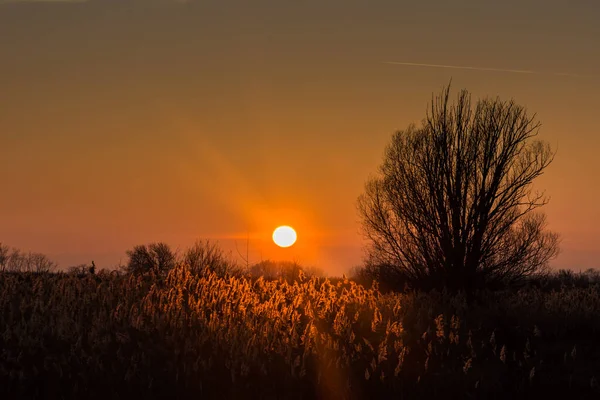 Strahlende Sonne Mit Sonnenschein Schilf Einem Naturschutzgebiet Sommer — Stockfoto