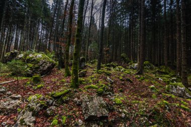 Doğada yürürken yeşil yosunlu birçok kaya.