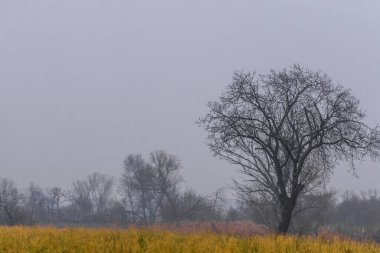 Kışın sisli sarı bir tarlada çıplak ağaçlar.