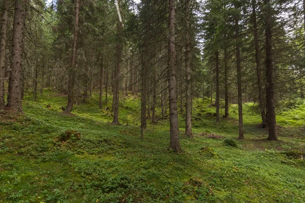 Schöner Grüner Wald Beim Wandern Der Natur Und Sommer — Stockfoto