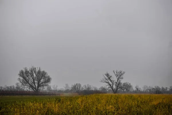 Einzelne Bäume Und Hohes Feld Mit Dichtem Bodennebel Winter — Stockfoto