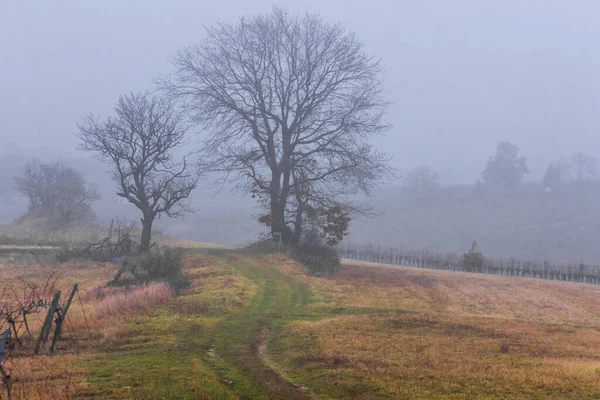Gołe Drzewa Winnym Krajobrazie Gęstą Mgłą Zimie — Zdjęcie stockowe