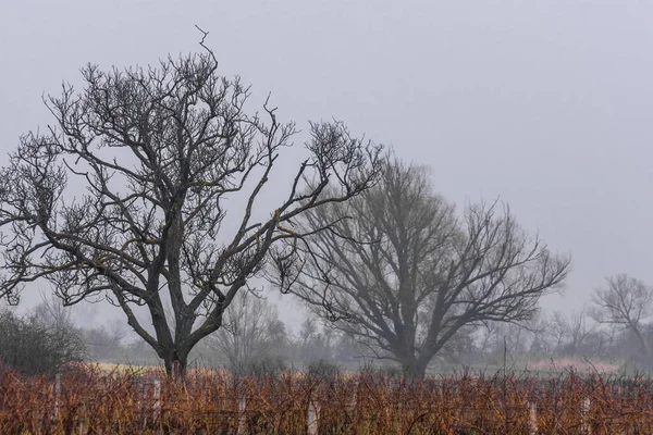 Kale Bomen Wijngaarden Met Mist Het Winterlandschap — Stockfoto