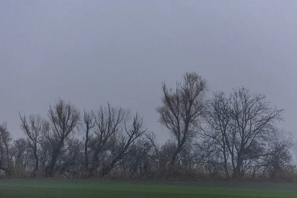 Árboles Desnudos Con Niebla Invierno Paisaje — Foto de Stock