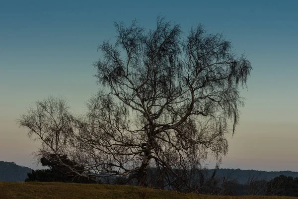 Grote Berkenboom Een Heuvel Met Blauwe Lucht Natuur — Stockfoto