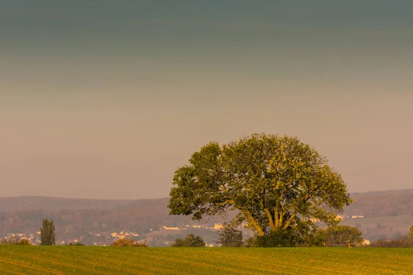 Árvore Grande Campo Natureza Enquanto Caminhadas Natureza Outono — Fotografia de Stock