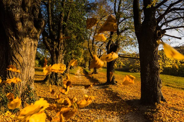 swirling leaves in a linden avenue in the warm autumn sun