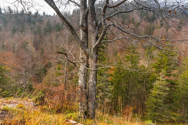 Δύο Δέντρα Που Μοιάζουν Ερωτευμένο Ζευγάρι Στα Βουνά — Φωτογραφία Αρχείου