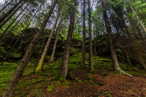 Pinete Rocce Con Muschio Verde Durante Escursioni Nella Foresta — Foto Stock