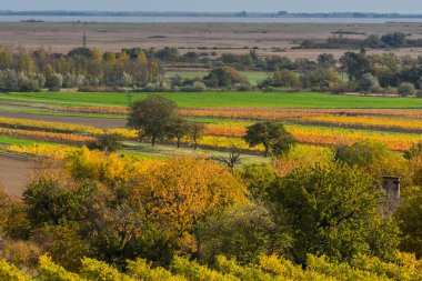 Sonbaharda göl manzarası. Güneşte ağaçlar ve tarlalar.
