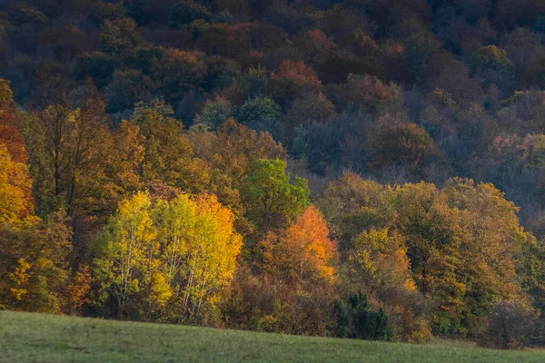 Belas Cores Coloridas Floresta Sol Outono Enquanto Caminhadas — Fotografia de Stock