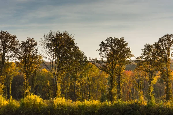 Höga Träd Och Buskar Skogen Höstlandskapet — Stockfoto