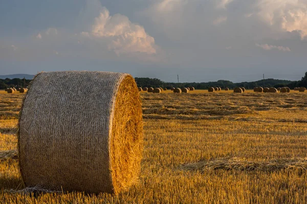 Szalmabála Még Sokan Mások Tájon Míg Meleg Naplemente — Stock Fotó