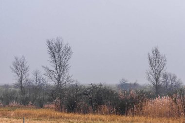 Kışın sisli çalıların ve ağaçların olduğu bir manzara.
