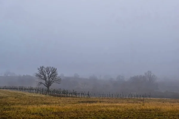 Niebla Densa Cielo Tierra Con Árboles Las Colinas Invierno — Foto de Stock