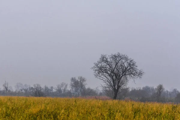 Grijze Mist Bomen Een Geel Veld Winter — Stockfoto