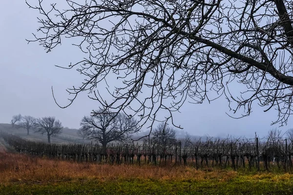 Виноградники Дерева Туманом Ландшафті Під Час Їзди Велосипеді — стокове фото