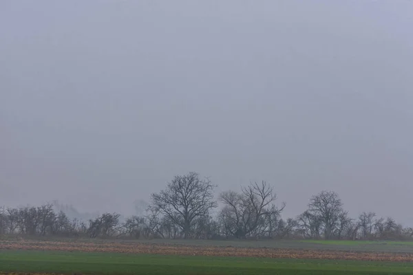 Campos Árboles Desnudos Niebla Invierno — Foto de Stock