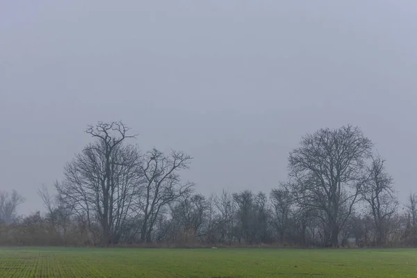 Grüne Wiese Und Kahle Bäume Nebel Kalten Winter — Stockfoto