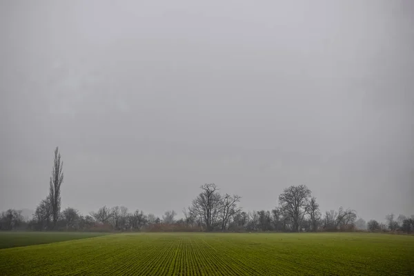 Zöld Mező Csupasz Fák Sűrű Ködben Télen — Stock Fotó