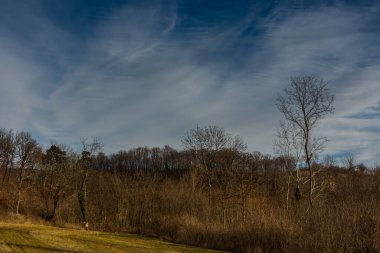forest and single high trees and fine clouds on the blue sky in spring