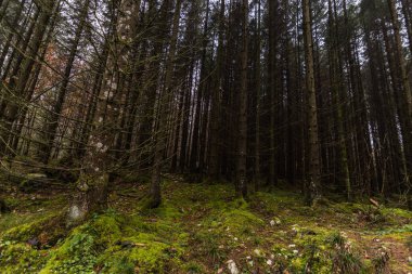 forest with beautiful green moss on the floor in spring