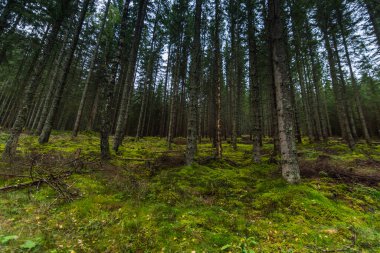 forest with dense green forest floor in the mountains while hiking