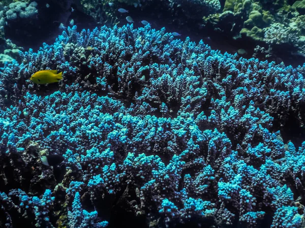 Blue Glowing Corals Red Sea Egypt — Zdjęcie stockowe