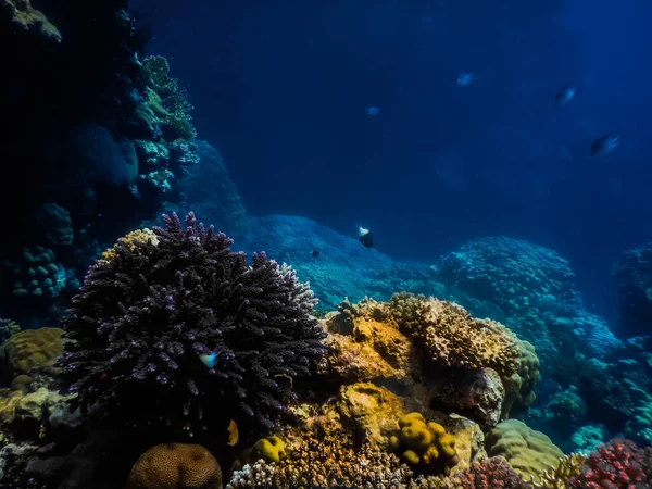 多彩的珊瑚和蓝色的海水从红海的地面跳入水中 — 图库照片