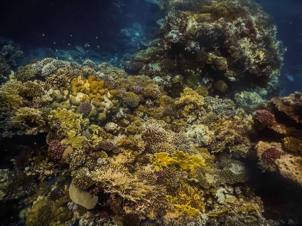 在埃及的红海中潜水时 生物多样性和珊瑚五彩斑斓 — 图库照片