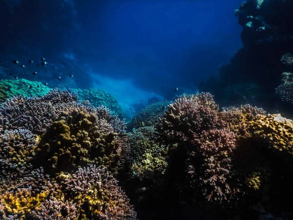 红海中五彩斑斓的珊瑚和鱼群正在度假 — 图库照片