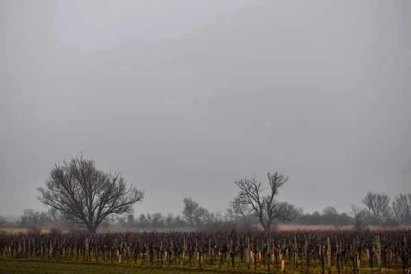 Dichte Mist Wijngaarden Kale Bomen — Stockfoto