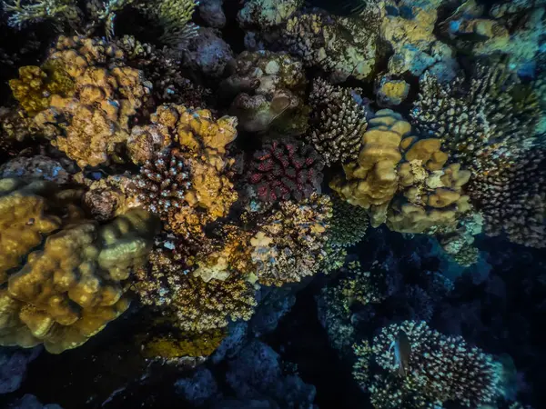在红海的自然保护区潜水时发现的五彩斑斓的珊瑚 — 图库照片