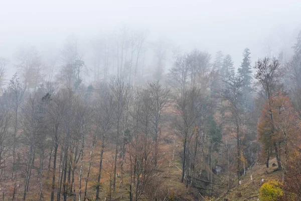 Névoa Branca Densa Colinas Com Árvores Enquanto Caminhadas Inverno — Fotografia de Stock