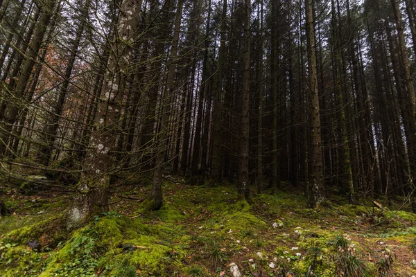 Wald Mit Schönem Grünen Moos Auf Dem Boden Frühling — Stockfoto
