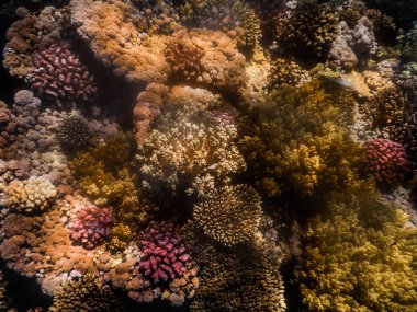 colorful different corals view into the deep while diving in the summer