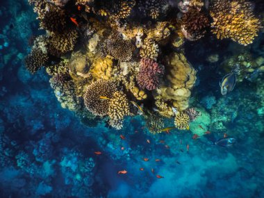 colorful ledge of corals with view into the blue deep while diving in egypt