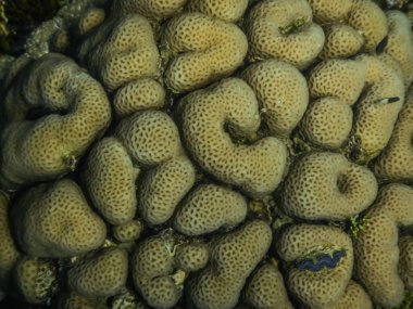 brain coral in the red sea large view while diving