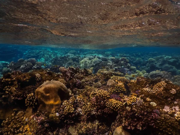 Barevný Korálový Svět Odrazem Vodní Hladiny Červeném Moři Při Šnorchlování — Stock fotografie
