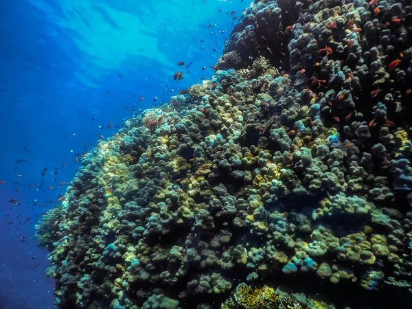 Barevné Korály Spousta Barevných Jezer Hluboké Modré Vodě Při Potápění — Stock fotografie