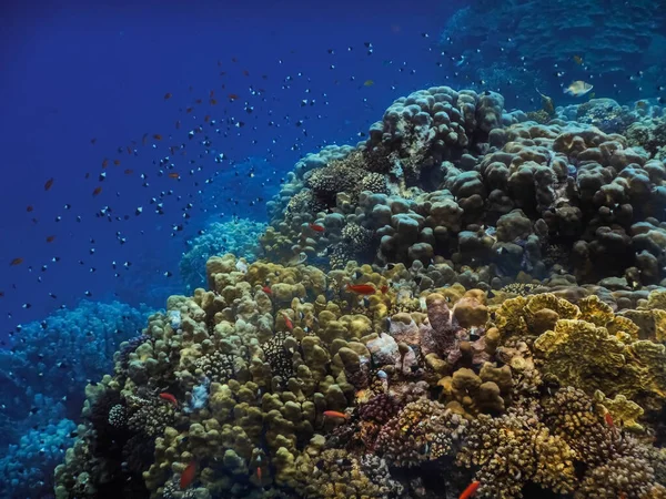 Barevné Korály Spousta Drobných Ryb Červeném Moři Při Potápění Létě — Stock fotografie