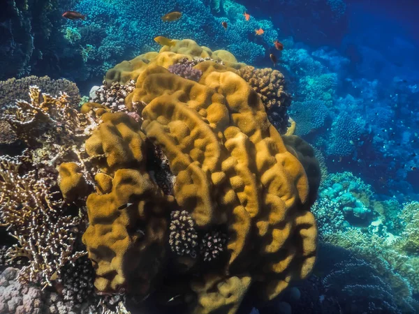 Velký Žlutý Korál Hluboká Modrá Voda Pozadí Při Potápění — Stock fotografie